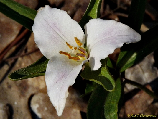 {Trillium georgianum}